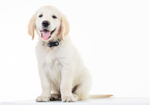 Dog Friendly Only-No Cats, Sorry North Georgia Mountains| Upscale Vacation Cabin Rentals| Blairsville, Blue Ridge, Hiawassee, Georgia| Book Your Cabin Today @ 706.781-3892