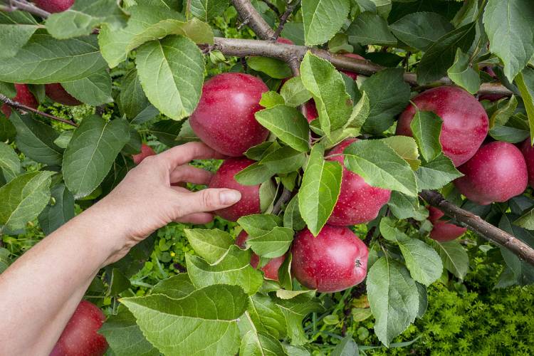 Mercier Orchards