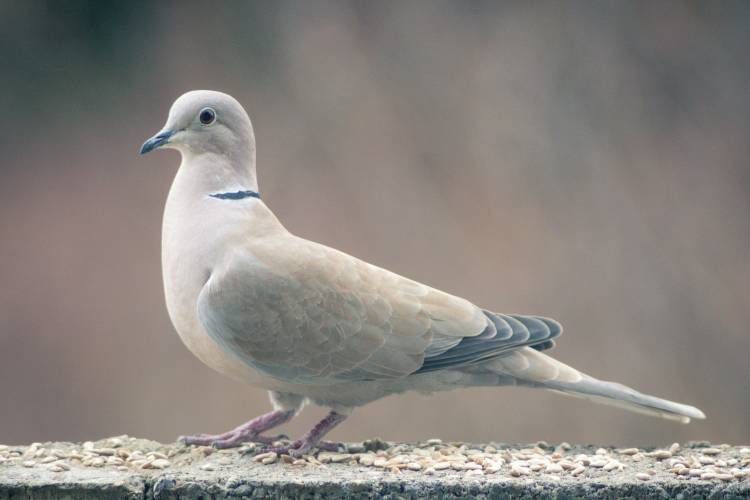 Dove Hunting