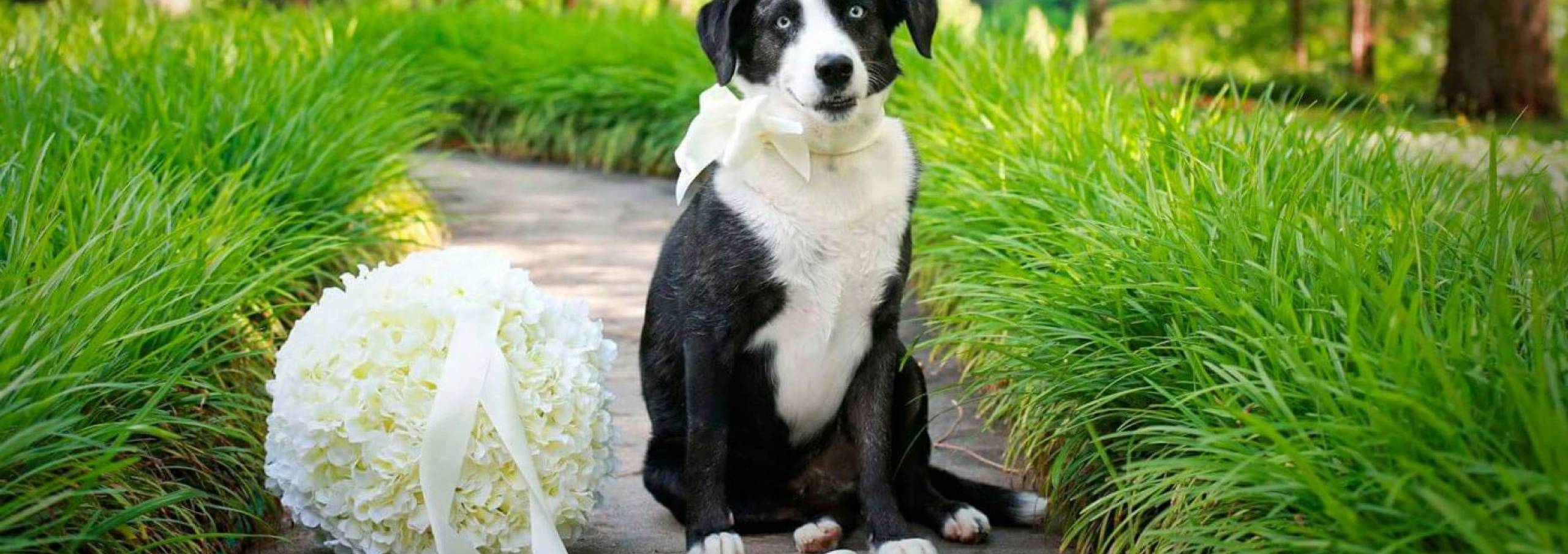 North GA Cabin Rentals PetFriendly Cabins in Blairsville & Blue