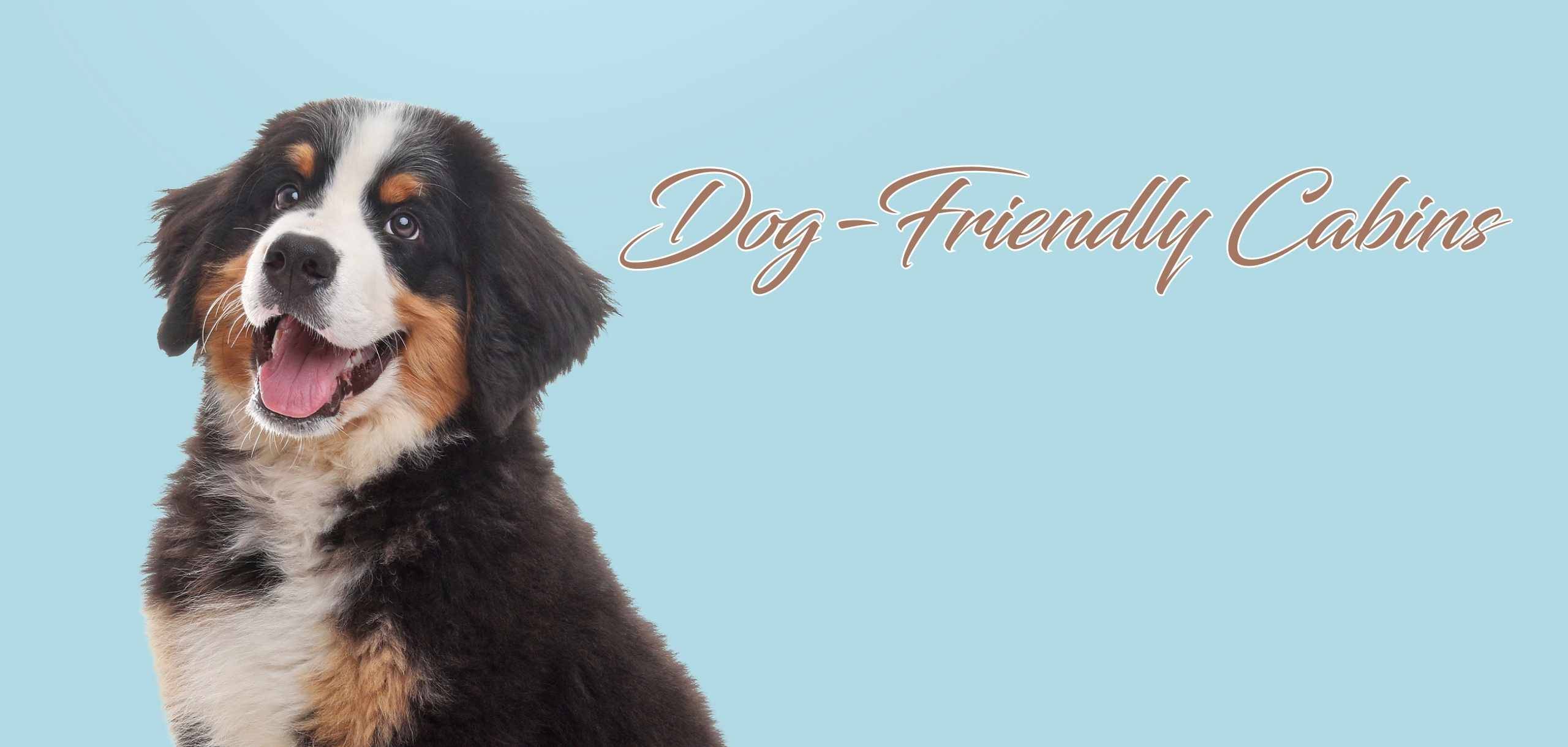 Dog-Friendly Cabin Rentals Fence In Amenities