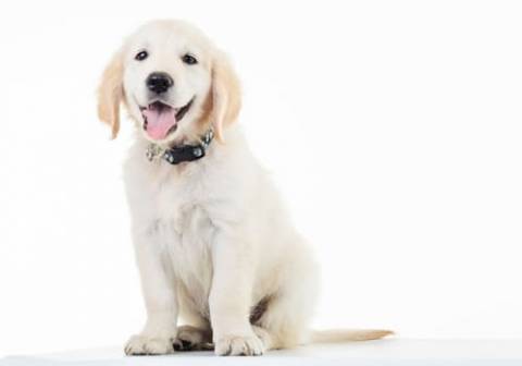 Dog Friendly Only-No Cats, Sorry North Georgia Mountains| Upscale Vacation Cabin Rentals| Blairsville, Blue Ridge, Hiawassee, Georgia| Book Your Cabin Today @ 706.781-3892